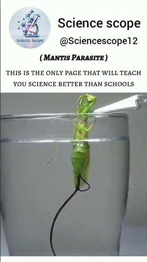 The mantis parasite 7 days back #mantis #science #biology#chemical
