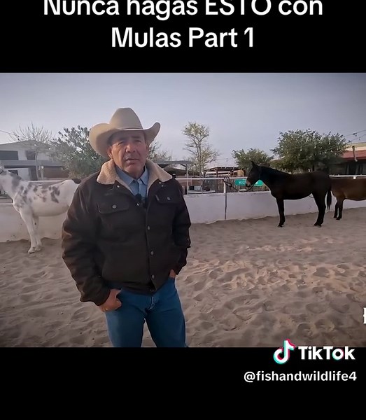 Manejo de Mulas: Evita este Error Común
