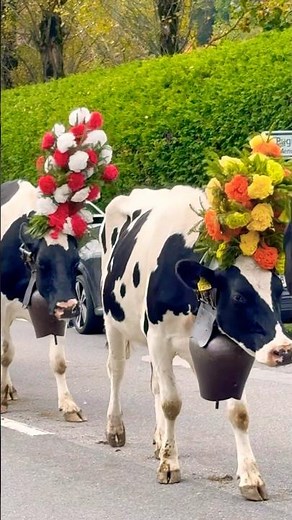 🌸🐄 “The Colorful Cow Festival of Switzerland! 🇨🇭
