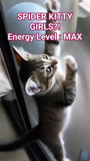 Spider-Kitty Girls on a Mission 🕷️🐾 | Energy Explosion Kittens #cat #catshorts #funnycats