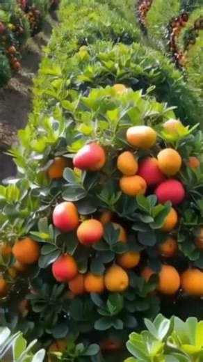 How to Grow Amazing Fruit at Home