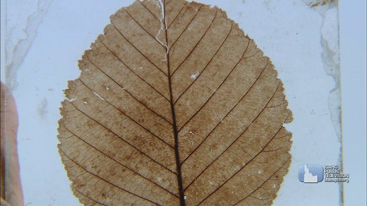 Ever wonder what Idaho’s environment looked like 15 million years ago? The Clarkia Fossil Bowl in northern Idaho may be for you. It seems every rock is a winner! A short clip from our “Rockhounds” show, airing Thursday at 8 and Sunday at 7. And learn more on our webpage...http://idahoptv.org/outdoors/shows/rockhounds/ | Outdoor Idaho