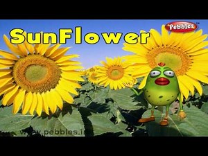 Sunflower Rhyme | 3D Nursery Rhymes With Lyrics For Kids | Flower Rhymes | 3D Rhymes Animation