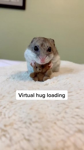 Virtual Hug Meme with Hamsters | Sending Love and Virtual Hugs