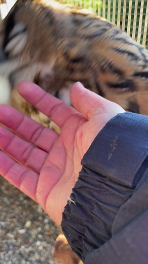 Got to give my little lady the attention she deserves from this little love bug. It’s almost a lady and a tramp moment…… apart from I’m not a lady, I’m a big sexy boy #romance #lovebug #romantic #breedingseason #imsexyandiknowit#eartufts#animalears#eeo #norfolk #codey #codeytheeagleowl#eagleowl#フクロウ#eagleowls#owls #iloveowls#owllover#owlstagram_feature #owlstagram#owlyouneedislove #owlstuff#owllove#owlobsession#owlart#owleyes#owlsome#owladdict #owlobsession #owlobsessed#justagirlwithherowl#falco