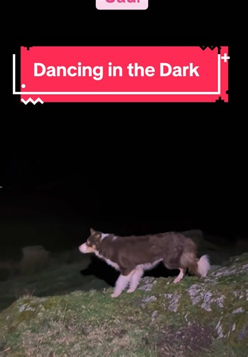 Nothing sharpens them up like dancing in the dark - mum and son rising to the challenge 💃🕺 #sheepdog #bordercollie #dogs #sheep #farmlife