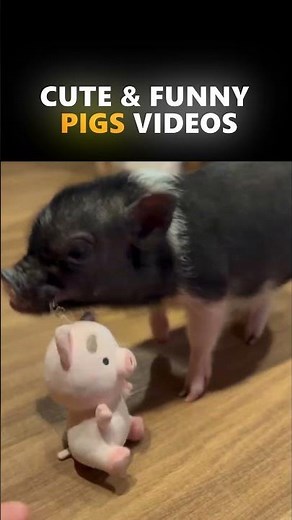 Cutest Pig Moments Ever 🐷