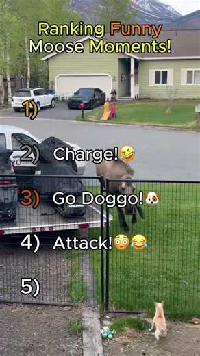 🫎😂Ranking Funny Moose Moments! #moose #animalshorts #animals #wildlife