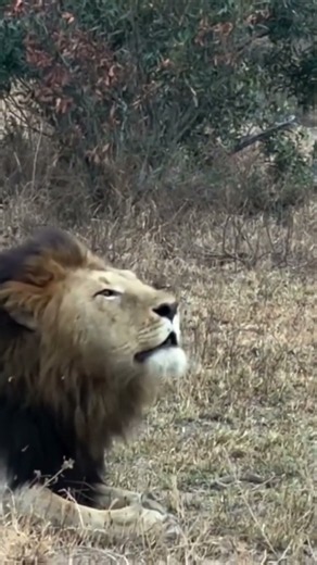 The dark maned Gijima early morning.Mala Mala Game Reserve,South Africa.#masaimaranationalpark#lion