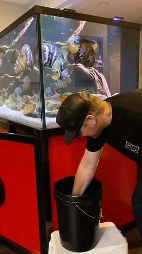 Randy on Instagram: "Fresh out of quarantine! L095 Orange Cheek Pinecone Pleco 12”. One month quarantine consisted of two treatments of prazipro and one treatment of Nitrofurazone. . ❤️Like if you like. 🤙Don’t forget to follow 👇Comment below. . . #musicmonday #monsterfishkeepers #thebeehive #monsterfishkeepersusa #instagood #nature #monsterfishkeepers #pleco #plecostomus #happy #oscarfish #bumblebeeoscar #oscarfishlover #severumcichlid #limitededition #cichlids #aquariumfish #music #fishesofin