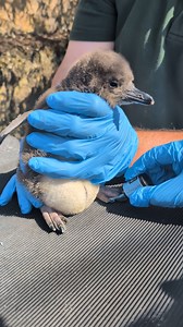 310K views · 4.3K reactions | Penguin pedicure!  A few days ago,...