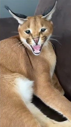 Wie lange dauert es, bis dein Haustier ausrastet 🤯