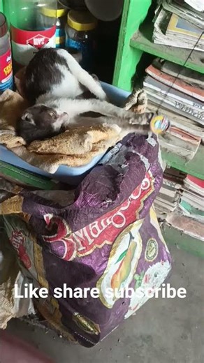 #cutecatsleepfunnyplay #thejunglebook