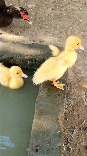 Baby Ducks First Time Swimming in Water 🦆💦 (So Cute!)