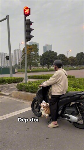 Chó Corgi Dễ Thương và Gợi Ý Mẫu Dép Xinh