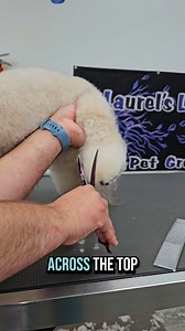 Teddy Bear Foot Tutorial #dog #grooming #educator | Blake Hernandez