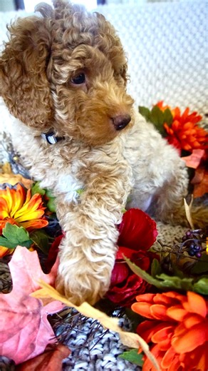 15 comments | The kind of joy that runs right to you! That’s Fig —...