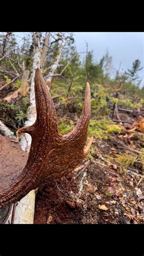 Another stud bull #mainemoosehunting #moosemaine #moosemaine #mainemoosehunt #moosehunting | Moose Maine