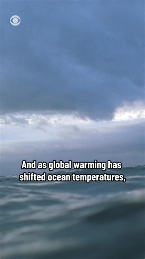 The blue dragon sea slug is so poisonous that it shut down seven miles of a beach in Spain. The tiny creature absorbs venom from the other creatures it eats, like the Portuguese man o-war, making its sting extra painful. They typically prefer warmer temperatures, but because of global warming, they've been spotted outside their typical habitat. | CBS News