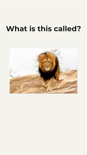 Can You Name These 10 Basic Animals? | English Vocabulary Quiz