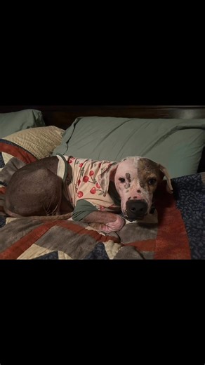 9.9K views · 233 reactions | One of our long timer dogs who has STILL...