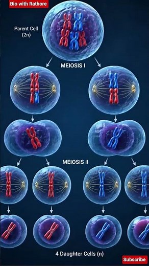 How meiosis occur🤔|her is simple explain #biology