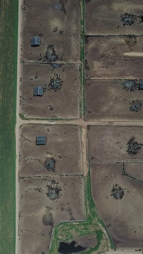 Intensive livestock systems may provide cheap meat, but they come with a high price. 🐖 They rely on human-edible crops – cereals and soy – but livestock are inefficient at converting these into food for people. Only around 12% of the calories we feed to these animals return in meat, milk, or eggs. Globally, 40% of arable land is used for livestock feed – land that could provide enough calories for 4 billion people if grown for human food. 🌱 These systems are tightly linked to intensive crop pr