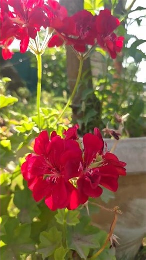 IVY geranium