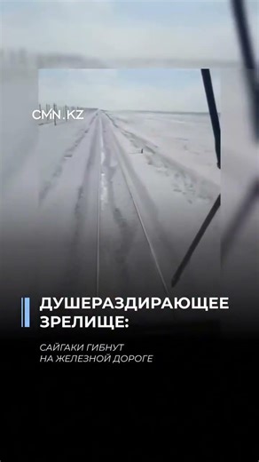 Видео с сайгаками под поездом старое; сейчас спорят: ограждения или миграция животных