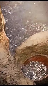 12M views · 76K reactions | Small fish catching | Anamul Fish Farm | Facebook