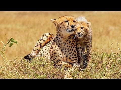 New A Life Shared With the Amazon’s Greatest Predator (Animal Documentary)