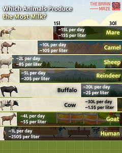 51K views · 304 reactions | Which animals produce the most milk? - In this animation, we created a comparison of daily milk production across different animals, including human milk during the postpartum period (six months after birth), and explored the cost per liter for each. | The Brain Maze | Facebook