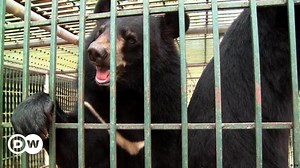 Vietnam: Animals under Threat