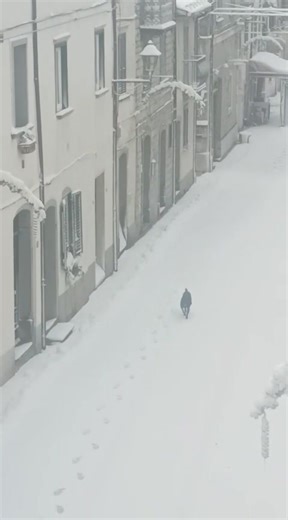La dama bianca piano piano fa capolino a Capracotta e il cane delle nevi Nerone non poteva non farsi la sua solita passeggiata mattutina… 📹 Emilia Mendozzi | Amici di Capracotta APS