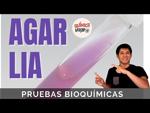 PRUEBA LIA MICROBIOLOGIA I AGAR LISINA HIERRO PRUEBAS BIOQUIMICAS EN MICROBIOLOGIA LYSINE IRON TEST