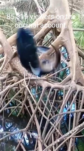 Snapper Strike in Mangrove🔥