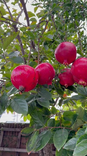 Pomegranate Harvest & Nature Sounds