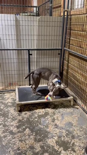 Meet Ceaser 🩵 So darn handsome, so sweet, and a big fat ham 🥹 Ceaser is a sensitive soul who just wants his perfect person. Not every dog can truly shine in a busy shelter, but off site he’s calm, easy, and such a joy to handle 💛 Care info: • 1 year old • Potty trained • Knows basic commands • Loves walks & car rides 🚗 • Enjoys adventures at his own pace • Big fan of hamburgers 🍔 • Loves tug of war • Might enjoy a dog friend • Low to moderate energy He doesn’t need much, just patience, kind