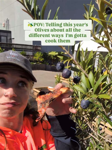 Harvesting and Preparing Garden Olives