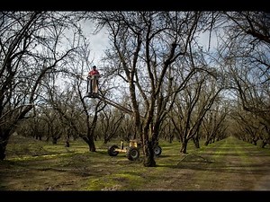 Almond Pruning Season