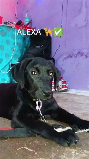 aaj ke din meri do video viral Hui hai 🤣✅📰