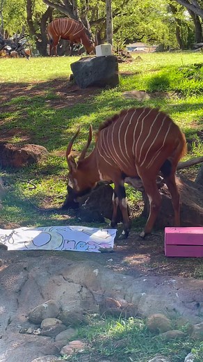 Happy birthday to our princess and ruler of the bongo exhibit Riley on her 5th birthday!! We so enjoy your social and goofy personality and hope you loved your birthday enrichment and yummy snacks. 🥬🥬🥬 Happy birthday your royal five-ness!!! 👑👑👑 #happybirthday #5thbirthday #riley #bongoantelopes #royalfiveness #honoluluzoo #thehonoluluzoo #honolulu #hawaii | The Honolulu Zoo