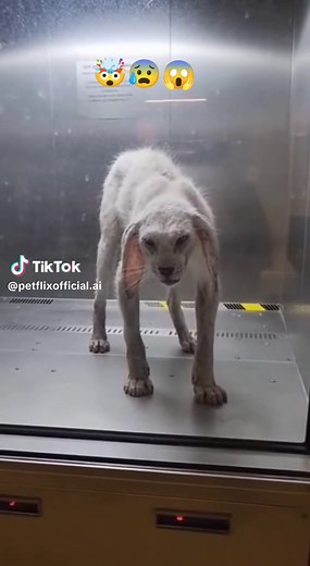 Chernobyl Mutation Animals: Nature's Strange Transformations
