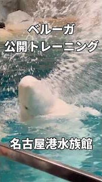 【名古屋港水族館】愛嬌たっぷり！ベルーガの公開トレーニング