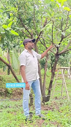 Seedless avocado | Radio FM Live 97.0