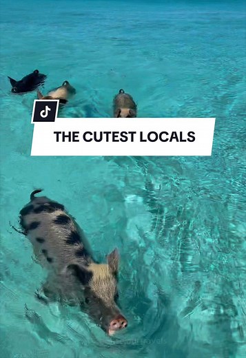 Meet the most unexpected locals in Thailand… 🐷🌴 📍 Pig Island Tour – Koh Samui 🇹🇭 Hop on a speedboat to Ko Madsum, meet the famous pigs, relax on white sand beaches, then snorkel in crystal-clear waters around Koh Tan 🐠 End the experience with a scenic Thai lunch by the sea before heading back to your hotel 🤩 Book this must-do experience on bonsejourtravels.com 🌐 (link in bio) #thailand #kohsamui #pigisland #islandhopping #travelthailand