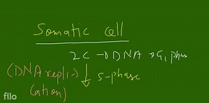 Sequence of four phases of cell cycle is... | Filo