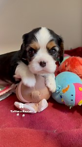 11K views · 656 reactions | Help, hooman!  I climbed up here by...