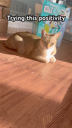 Trying this positivity 😸 #funny #comedy #cute #shorts