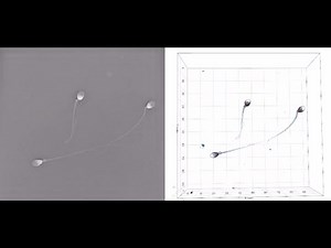 Sperm cells structure under 3D microscope